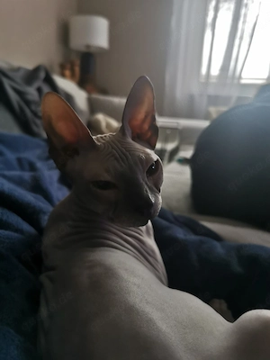 Don Sphynx Geschwister 