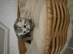 Reinrassige Bkh Kitten.