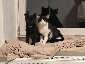 2 kuschelige kater  abzugeben 
