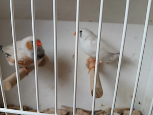 Zebrafinken Paar  standard 