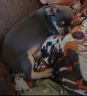 Chihuahua Rüde 1 jahr und 2 monate 