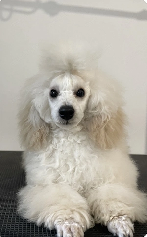 Reinrassiger weißer Zwergpudel-Rüde