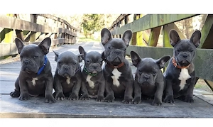 Zuckersüße sportliche Französische Bulldoggen Welpen Blue Lilac