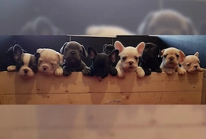 Französische Bulldoggen Welpen 