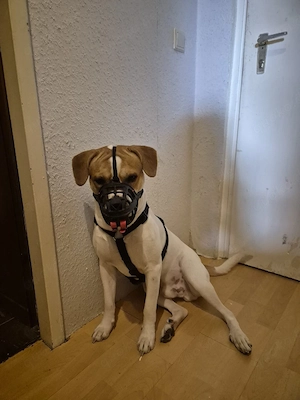 Charlie sucht eine neues Zuhause 