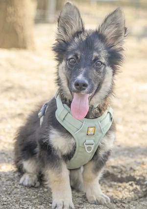 BIGGIE, ein total verspieltes, fröhliches, neugieriges und gelehriges Kerlchen