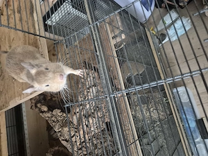  Liebe Degudame (2 2,5 Jahre) sucht dringend Gesellschaft + Käfig möglich