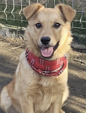 SYRA, ein aufgewecktes fröhliches und gelehriges Hundemädchen