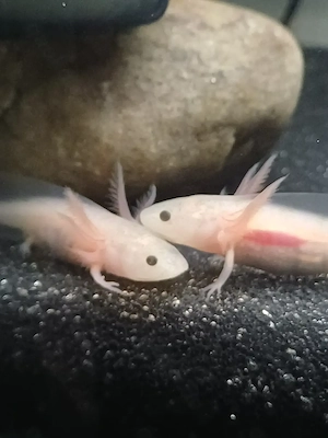 2 axolotl  suchen ein neues Heim 