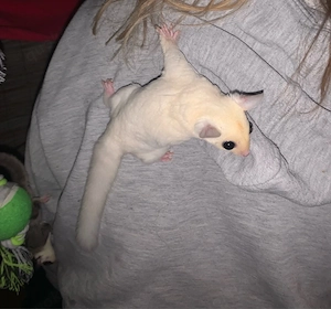 sugar glider