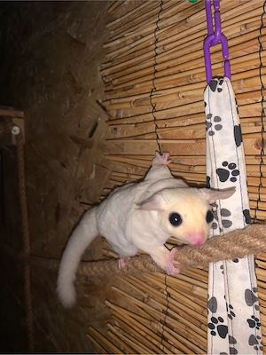 sugar glider