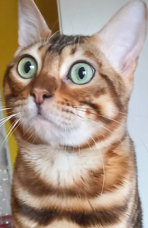 Wunderschöner Bengal Kater in liebevolle Hände abzugeben 