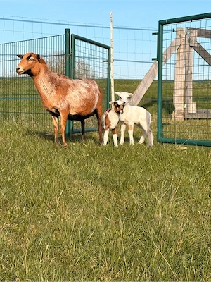 Kamerunschaf Bock reinrassig