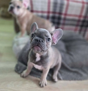 Farblich wunderschöne französische Bulldoggen Welpen