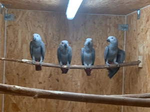 Junge Graupapageien abzugeben.