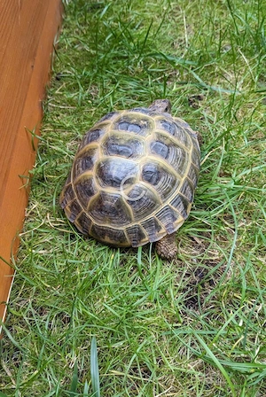 Landschildkröte 1.0 4-Zehen