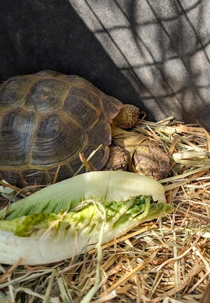 Vierzehen Schildkröte  1.0