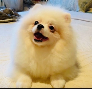 Reinrassige Pomeranian Zwergspitz 8 monate alt Bild 4