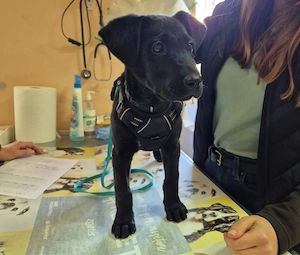 Der kleine Pazo möchte die Welt entdecken