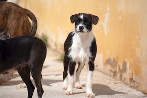 Tess   kleine vorsichtige Entdeckerin sucht ihr Für-immer-Zuhause   