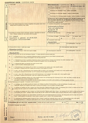 1,1 Gebirgsaras Blaukopfaras