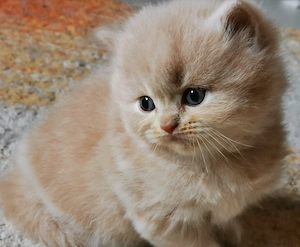 Wir haben wunderschöne BKH BLH Babys demnächst in liebevolle Hände abzugeben 