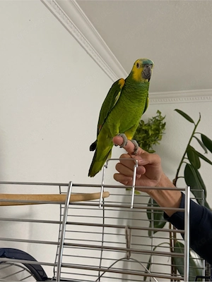 Blaustirnamazone zucht neues Zuhause