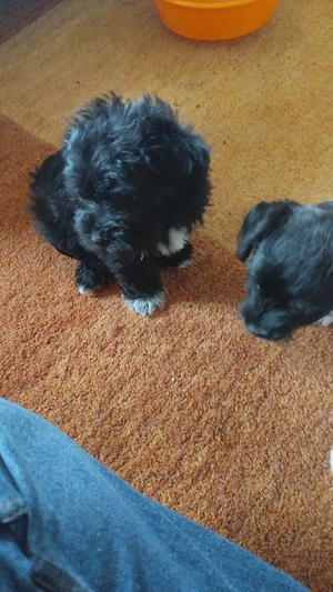 Maltshy Terrier mix Welpen  Bild 4