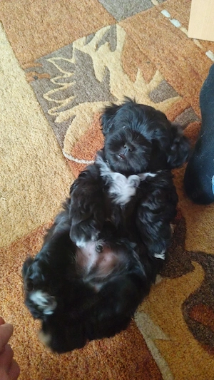 Maltshy Terrier mix Welpen  Bild 3