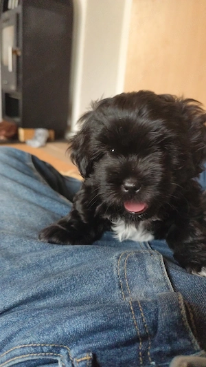 Maltshy Terrier mix Welpen  Bild 2