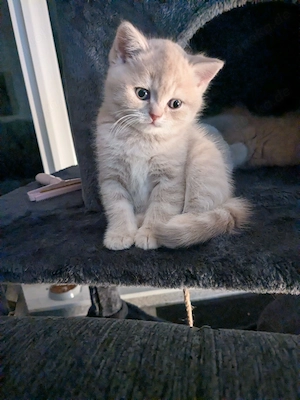 BKH Kitten (lilac)   3 weibliche Katzen 