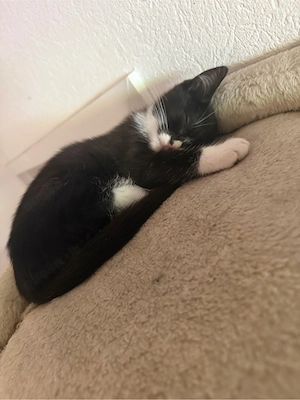 Mischling Kitten Geschwister m w