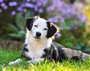 Wurfankündigung reinrassige Australian Shepherd Aussie Welpen Hunde Hündin Rüde 
