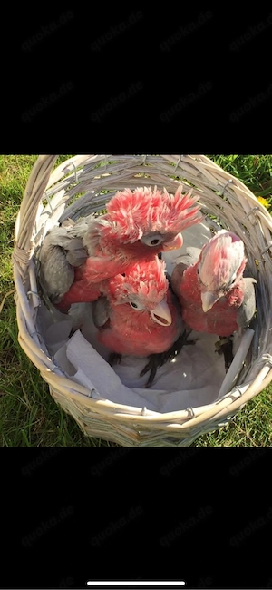 Demnächst Handzahme  Rosakakadu  abzugeben.