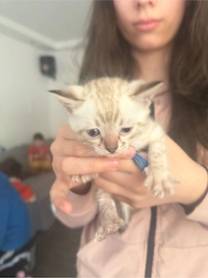 Wunderschöne Bengal-Kitten abzugeben    Bild 4