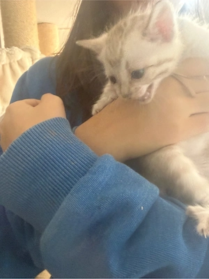 Wunderschöne Bengal-Kitten abzugeben    Bild 5