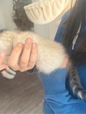 Wunderschöne Bengal-Kitten abzugeben    Bild 3