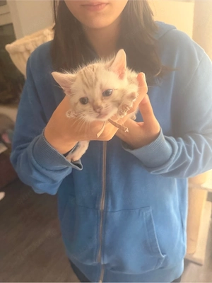 Wunderschöne Bengal-Kitten abzugeben    Bild 2