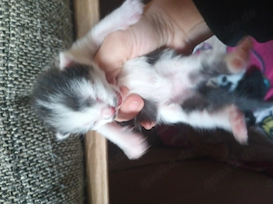 Kittenbabys 