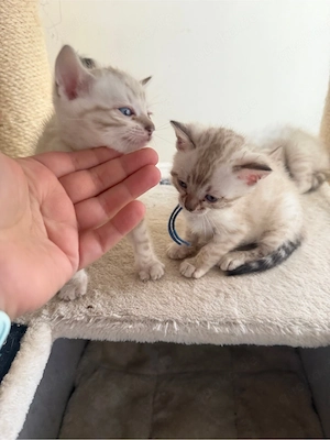 Wunderschöne Bengal-Kitten abzugeben    Bild 7