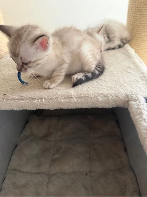 Wunderschöne Bengal-Kitten abzugeben    Bild 9