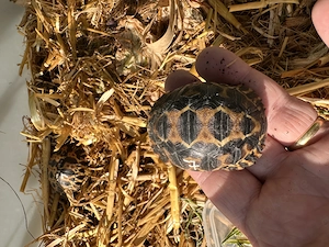 Astrochelys radiata Strahlenschildkröten Nz