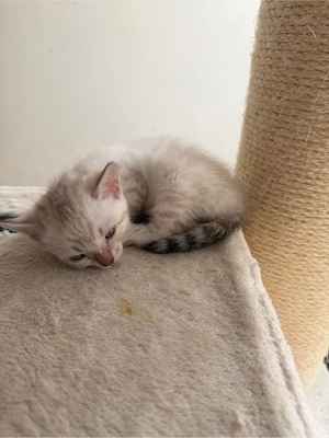 Wunderschöne Bengal-Kitten abzugeben    Bild 10