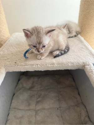 Wunderschöne Bengal-Kitten abzugeben    Bild 6