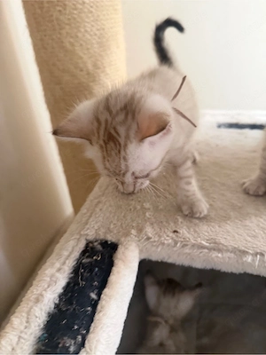 Wunderschöne Bengal-Kitten abzugeben    Bild 8