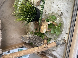 Bartagamen und Terrarium 