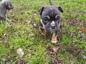 Bulldoggen Rüde ( american bully   Old english Bully Mix)