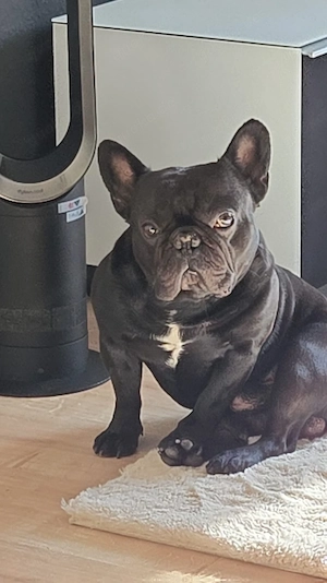 Ricky sucht ein neues Zuhause 5 Jahre