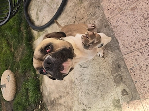 Old English x Französische Bulldogge Mischling 