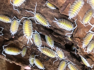 # Filipinodillo # Porcellio Hoffmanseggi Orange # Porcellio Bolivari Yellow Ghost #A. Ember Bee